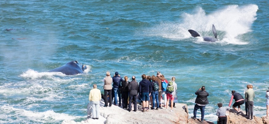 Hermanus Whale Festival